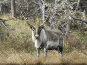 Caribou Stare