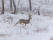 Reindeer In Training