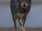 Female Coyote