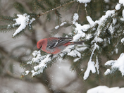 Pine Grosbeak