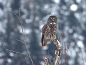 Manitoba's Provincial Bird