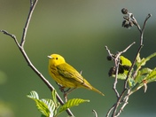 Yellow warbler 