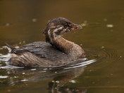 Pie-Billed Grebe