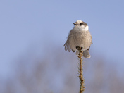 Pretty Canada Jay