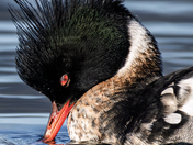 Red-breasted Merganser.  