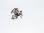 Hovering Rough-legged Hawk