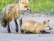 Fox Family 