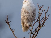Snowy Owl