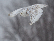 Snowy Owl 