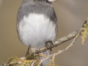 Dark-eyed Junco