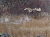 Short-eared Owl