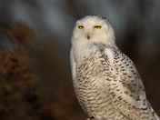 Snowy Owl 
