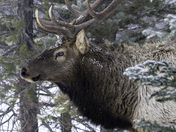 Snowy Elk