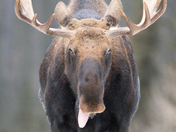 Moose