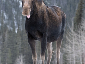 Moose