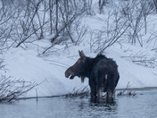 Moose Polar Dip