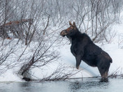 Moose Polar Dip