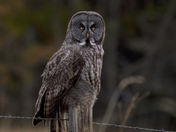 Phantom of the North