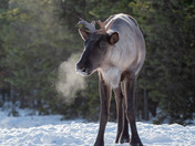 Mountain Caribou