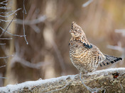 Ruffed Grouse