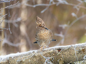 Ruffed Grouse