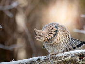 Ruffed Grouse