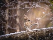 Ruffed Grouse