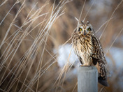 Ears Up Short-eared Owl