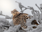 Ruffed Grouse