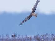 Northern harrier 