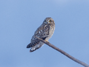 Short-eared owl 