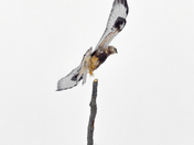 Rough legged hawk
