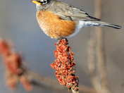 American robin