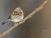 American tree sparrow