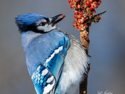 Bluejay