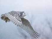 Snowy Owl 