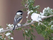 Chickadee day