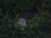 Barred owl