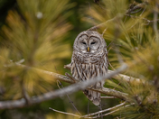Barred owl