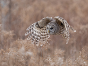 Barred owl