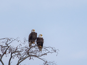 A pair of bald eagle