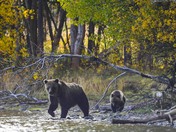 In The Forest Primeval. 