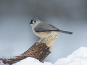 Tufted titmouse 2025 