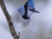 Blue Jay day 