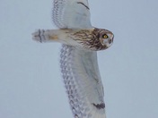 Short-eared owl