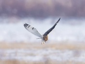 Short-eared owl