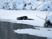 Love rolling in the snow