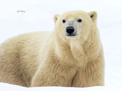 Polar bear close-up