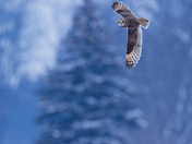 Short-eared owl 