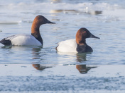 Canvasback ducks